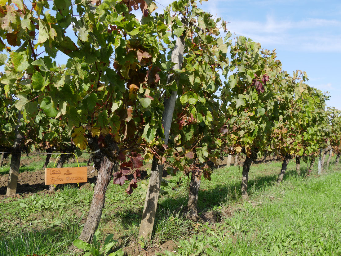 Виноградник на урожай